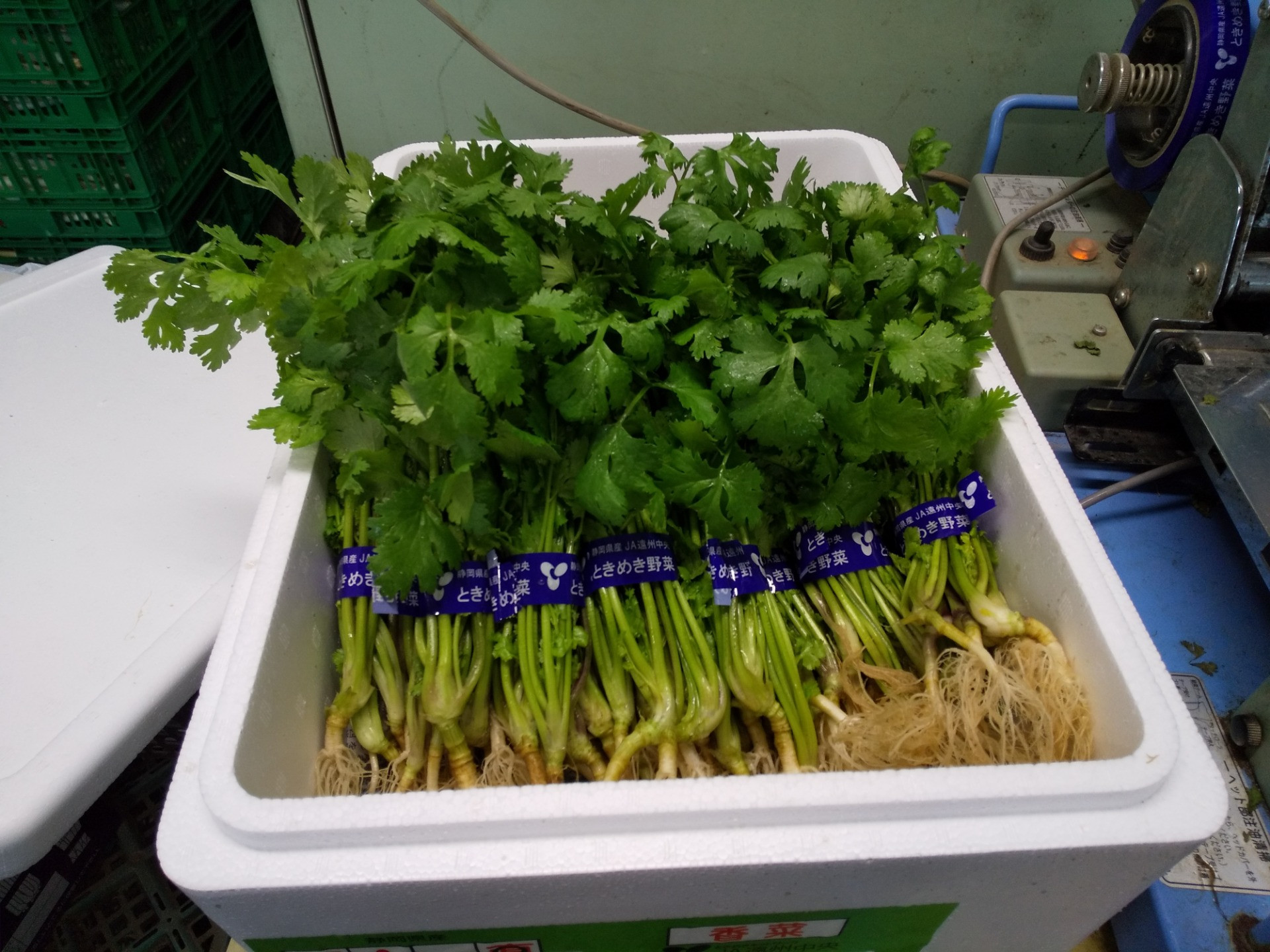 パクチーに挑戦しました